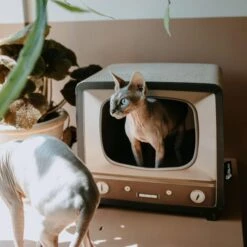 District 70 TELLY Retro Design Cat Scratcher, Brown -Trixie || Catit || Nature's Miracle Shop 762134 PT4. AC SS1800 V1675867269