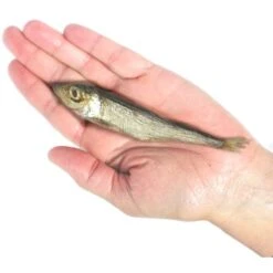 Plato Baltic Herring Dog & Cat Treat -Trixie || Catit || Nature's Miracle Shop 769718 PT2. AC SS1800 V1676472463