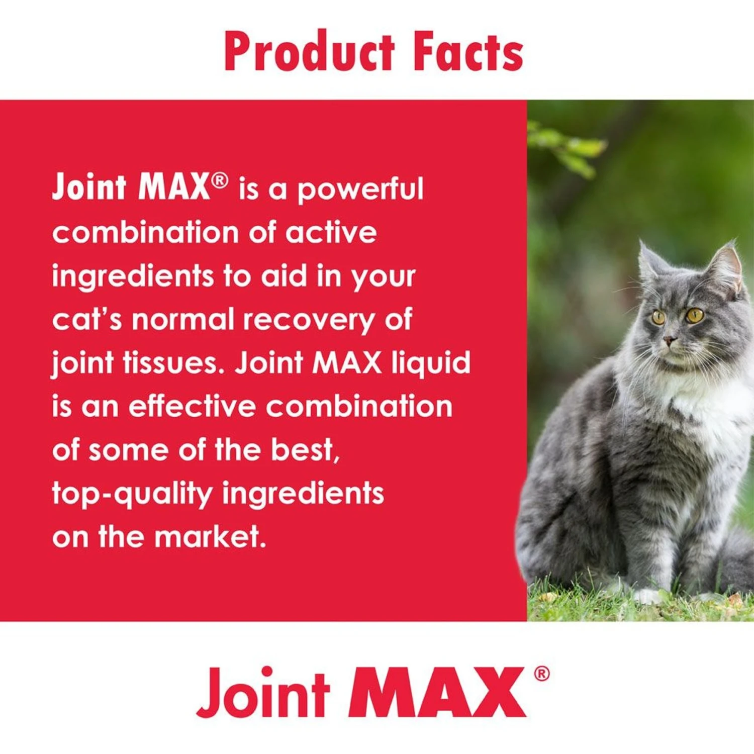 Joint MAX Soft Chews For Cats 9 Joint MAX Soft Chews For Cats - Image 7