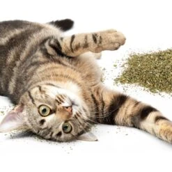 Petlinks HappyNip Silvervine Blend Catnip, 2-oz Canister -Trixie || Catit || Nature's Miracle Shop 853334 PT3. AC SS1800 V1687267515