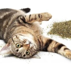 Petlinks HappyNip Silvervine Blend Catnip, 2-oz Canister -Trixie || Catit || Nature's Miracle Shop 853334 PT7. AC SS1800 V1686842653