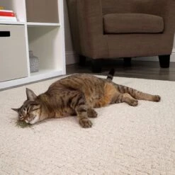 SmartyKat Silvervine Cat Attractant Catnip -Trixie || Catit || Nature's Miracle Shop 853366 PT5. AC SS1800 V1687267552