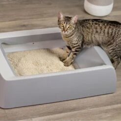O.R.I./GRAYSTONE NATURAL Granular Tofu Uncented Cat Litter For Automatic Self-cleaning Litter Box Robots, 18-lb Bag, Case Of 4 -Trixie || Catit || Nature's Miracle Shop 867382 PT3. AC SS1800 V1687887272