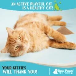 Raw Paws All-Natural Silvervine Powder For Cats, 2.6-oz Jar 11 Raw Paws All-Natural Silvervine Powder For Cats, 2.6-oz Jar -Trixie || Catit || Nature's Miracle Shop 891238 PT4. AC SS1800 V1687465646