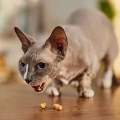 Meow Mix Irresistibles Soft Salmon Cat Treats & Friskies Party Mix Morning Munch Crunch Flavor Crunchy Cat Treats -Trixie || Catit || Nature's Miracle Shop 947326 PT8. AC SS1800 V1693600222