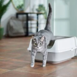 Frisco Open Top Cat Litter Box With Rim, Large & Frisco Plastic Litter Scooper With Caddy 12 Frisco Open Top Cat Litter Box With Rim, Large & Frisco Plastic Litter Scooper With Caddy -Trixie || Catit || Nature's Miracle Shop 947526 PT1. AC SS1800 V1693921607