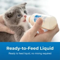 PetAg KMR Powder Milk Supplement For Kittens & PetAg KMR Liquid Milk Supplement For Kittens -Trixie || Catit || Nature's Miracle Shop 947822 PT7. AC SS1800 V1693344549