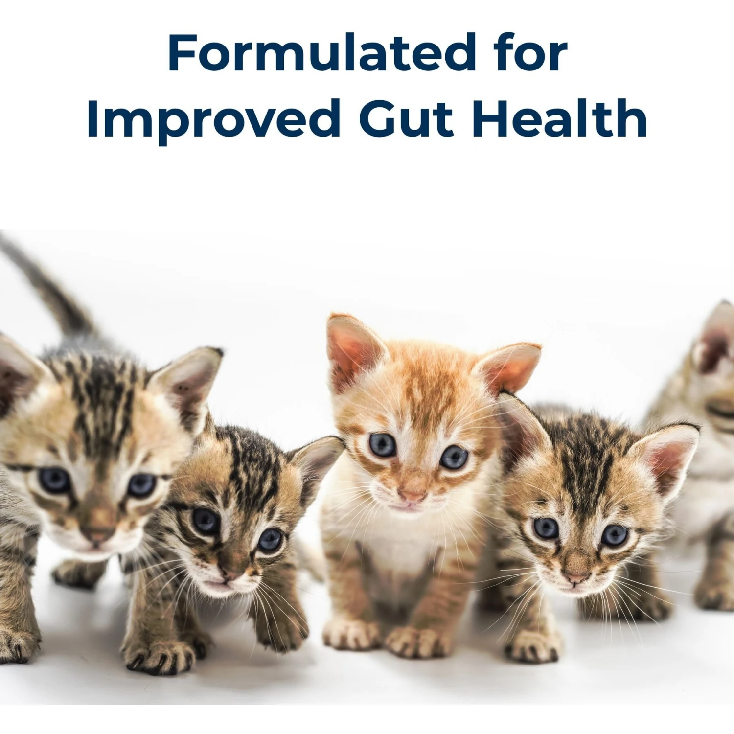 PetAg KMR Liquid Milk Supplement For Kittens 7 PetAg KMR Liquid Milk Supplement For Kittens - Image 5